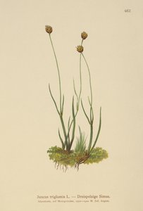 Dreihüllige Binse (Juncus triglumis) von German School