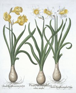 Drei Pseudo-Narzissen, aus Hortus Eystettensis, von Basil Besler, veröffentlicht 1613 von German School