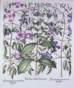 Drei Arten von Clematis, aus Hortus Eystettensis, von Basil Besler, veröffentlicht 1613 von German School