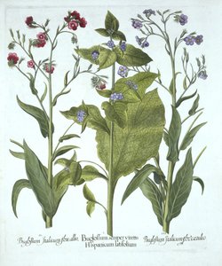 Drei Sorten Ochsenzunge, aus Hortus Eystettensis, von Basil Besler (1561-1629), veröffentlicht 1613