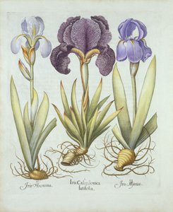 Drei Sorten bartlose Rhizom-Iris, aus Hortus Eystettensis, von Basil Besler (1561-1629), veröffentlicht 1613