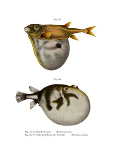 Dreizahn-Kugelfisch