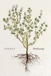 Thymus [Thymian], Illustration aus De historia stirpium commentarii insignes von Leonhard Fuchs, veröffentlicht 1542 (kolorierter Holzschnitt)