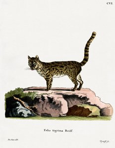 Tigerkatze