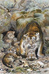Tiger, Tafel aus "Brehms Tierleben: Allgemeine Kunde des Tierreichs", Bd.1, S.391, veröffentlicht vom Bibliographischen Institut von German School