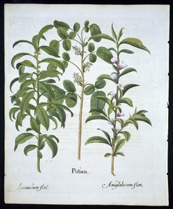 Pistazienbaum, Lorbeerbaum (Laurus Nobilis) und Mandelbaum, Tafel 6 aus Hortus Eystettensis von Basil Besler (1561-1629), veröffentlicht 1613