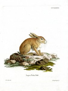 Tolai-Hase von German School