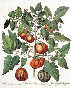 Tomaten und Melonen: 1. Poma amoris fructu luteo; 2. Melo Saccharinus variegatus; 3. Pseudocolocynthis Pomiformis, aus dem Hortus Eystettensis von Basil Besler, veröffentlicht 1613