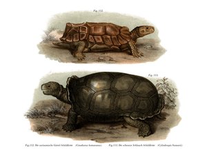 Schildkröte