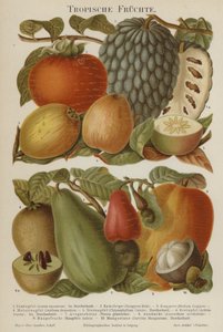 Tropische Früchte von German School