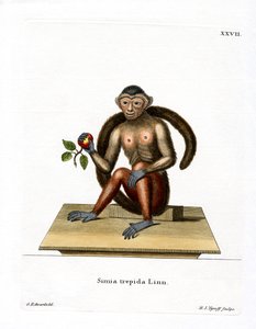 Gehaubter Kapuziner