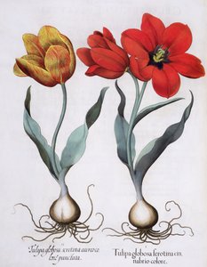 Tulpen: 1. Tulipa globosa serotina cinnabrio colore; 2. Tulipa globosa serotina aureo colore punctata, aus dem Hortus Eystettensis von Basil Besler, veröffentlicht 1613 von German School