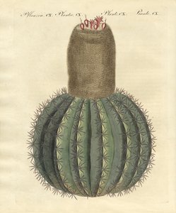 Türkenbundkaktus von German School