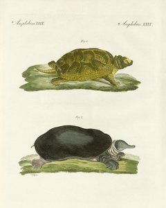 Süßwasserschildkröten