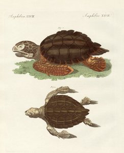Schildkröten von phänomenaler Größe