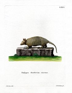 Zwölfbinden-Gürteltier