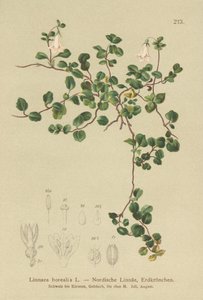 Moosglöckchen (Linnaea borealis) von German School