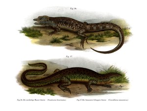 Zweigesichtiger Neusticurus