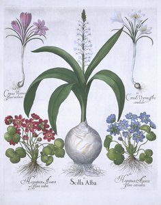 Zwei Krokusse, zwei Leberblümchen und eine Blaustern, aus Hortus Eystettensis von Basil Besler (1561-1629), veröffentlicht 1613