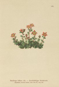 Zweiblütiger Steinbrech (Saxifraga biflora)