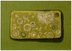 Ungesunde Bakterienwerte im Trinkwasser, ca. 1890 von German School