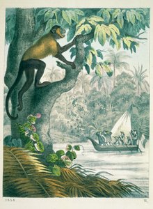 Oberläufe des Amazonas, aus Das Buch der Welt, veröffentlicht 1858
