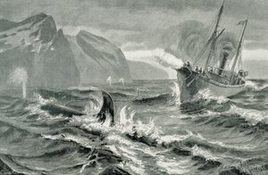 Verwendung einer Harpune von einem schnellen Dampfschiff