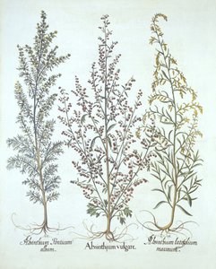 Variationen von Wermut, aus Hortus Eystettensis, von Basil Besler, veröffentlicht 1613