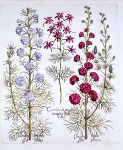 Ritterspornsorten, aus Hortus Eystettensis, von Basil Besler, 1613 von German School