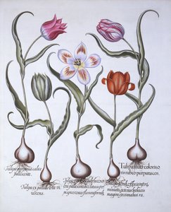 Tulpenarten, aus Hortus Eystettensis, von Basil Besler, 1613
