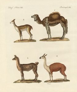 Verschiedene Kamele