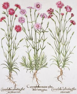 Verschiedene Sorten von Dianthus, aus dem Hortus Eystettensis von Basil Besler (1561-1629), veröffentlicht 1613