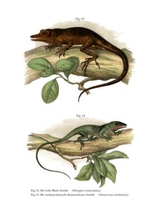 Vinales-Anolis