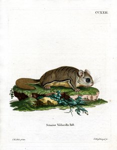 Virginisches Flughörnchen von German School