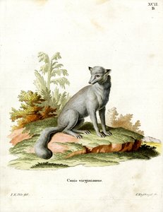 Virginischer Fuchs von German School