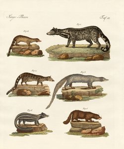 Viverras, Zibets, Stinktiere