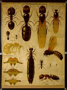 Wandtafel, die Formicidae darstellt