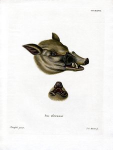 Warzenschwein