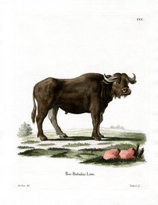 Wasserbüffel
