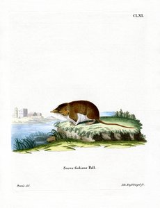Wasserspitzmaus von German School