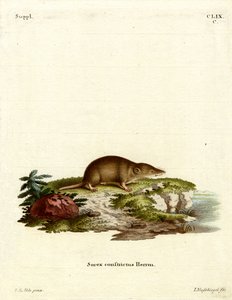 Wasserspitzmaus von German School