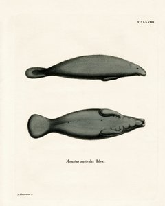 Karibik-Manati