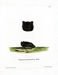 Westliche Barbastelle von German School
