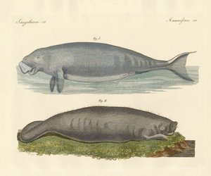 Walähnliche Tiere