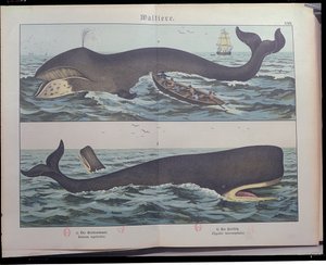 Walfang und Pottwal, aus Naturgeschichte der Säugetiere (1861) von Gotthelf Heinrich von Schubert, veröffentlicht in Stuttgart, 1886 von German School