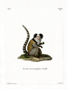Weißkopf-Marmoset