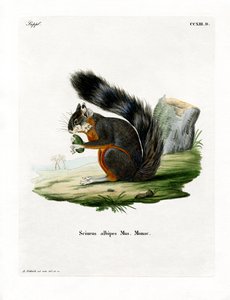 Weißbein-Eichhörnchen von German School