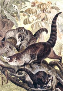 Weißnasen-Nasenbär, Tafel aus "Brehms Tierleben: Allgemeine Kunde des Tierreichs", Bd.2, S.278, veröffentlicht vom Bibliographischen Institut von German School