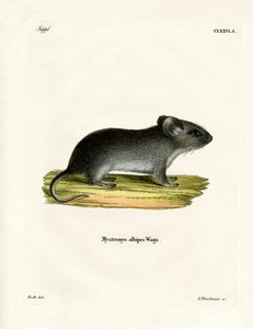 Weißschwanzmaus von German School
