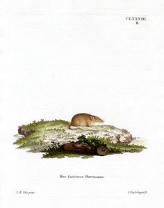 Weißzahnspitzmaus von German School